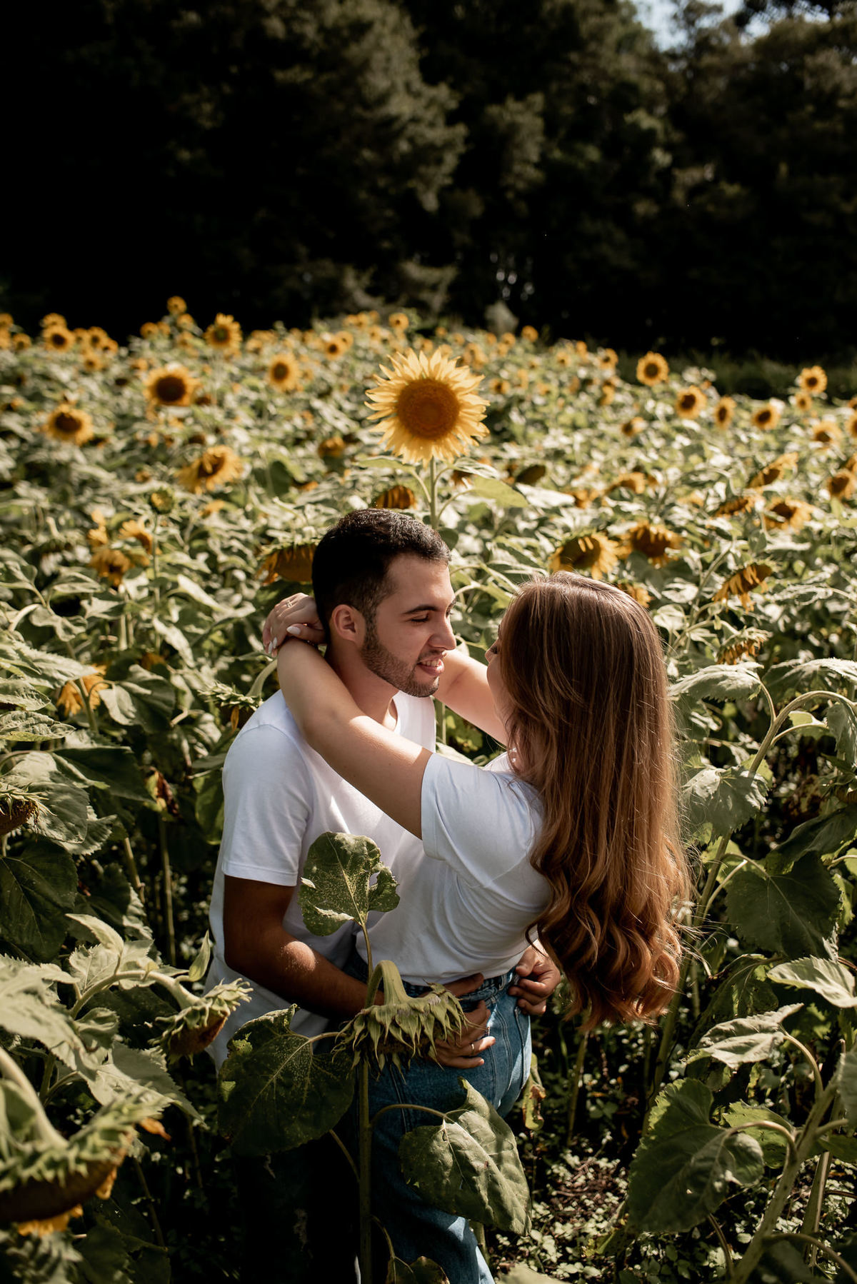 pre wedding em plantação de girassol
