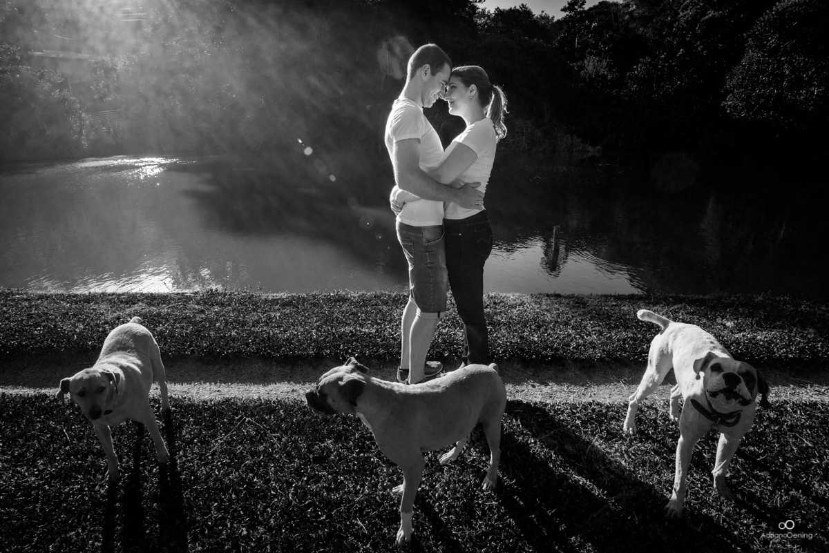 os cães também gostam de fotos