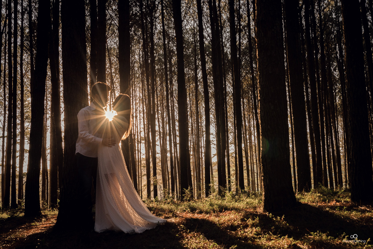floresta de pinos, pré-casamento