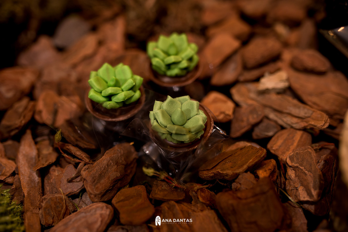 Suculentas de docinhos 