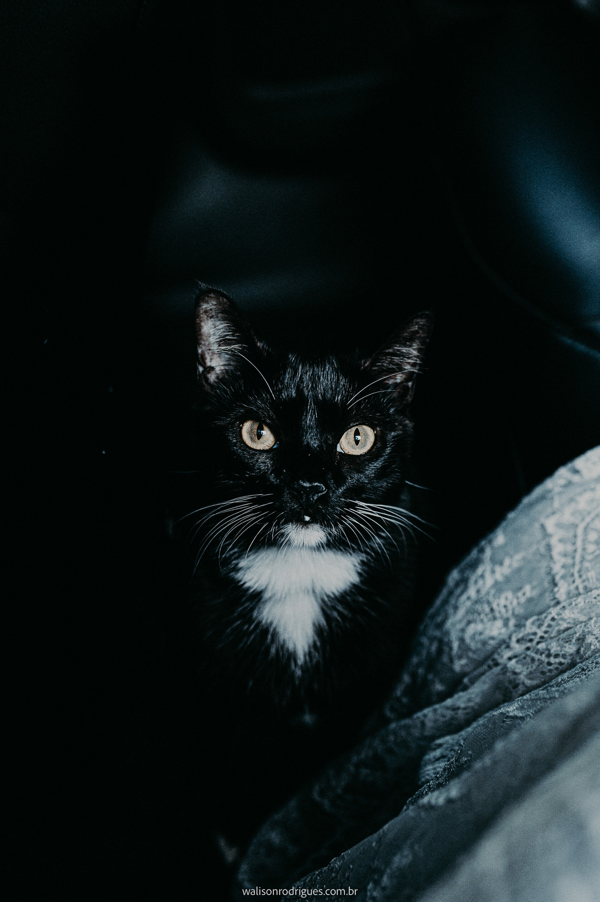 gato-preto-participa-da-entrada-do-casamento-ana-e-jon-no-colosso-fortaleza-ce