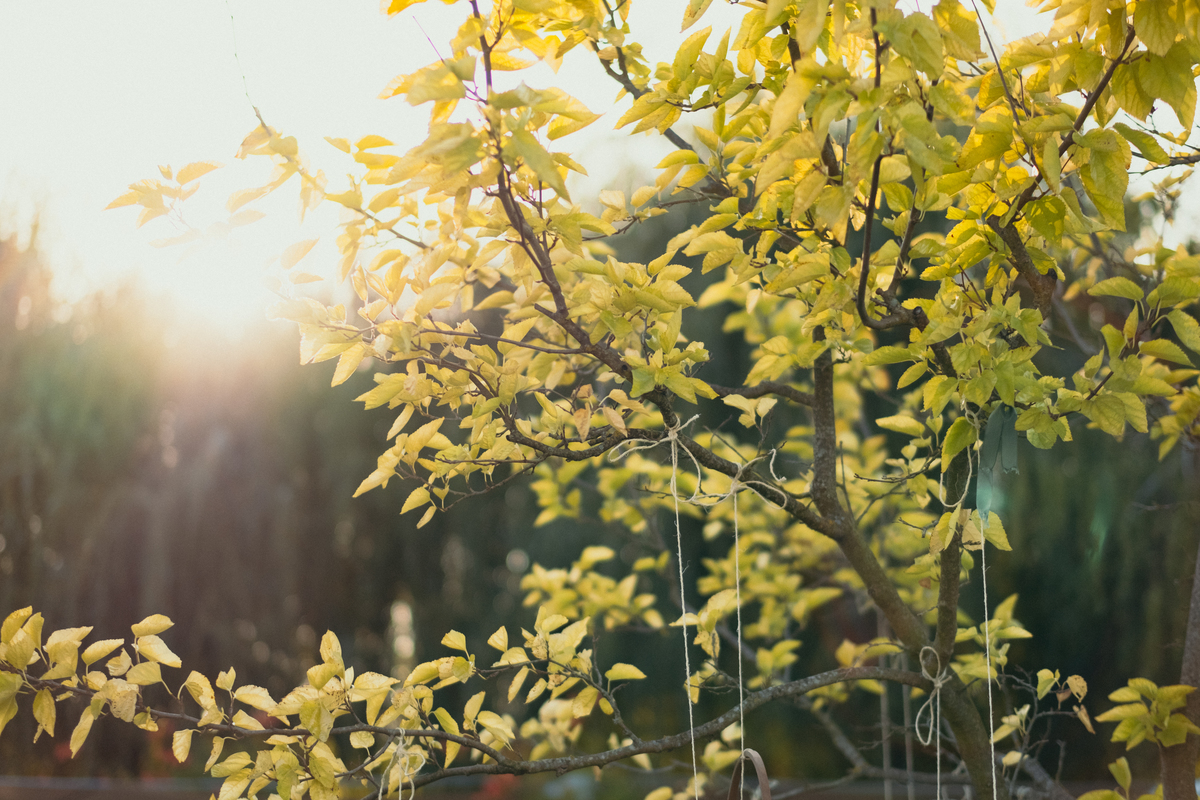 fotografo casamento-top 10 fotografos casamentos-top fotografo casamento-melhor fotografo de casamento portugal. melhor fotografo de casamento-pormenores na quinta