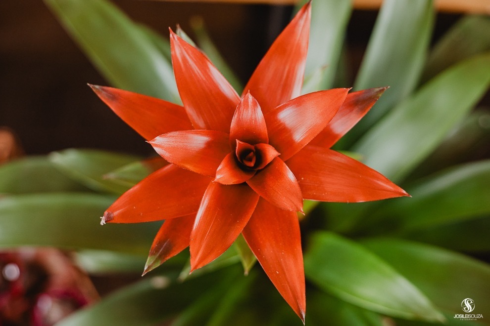 Casamento de Dia em Niterói