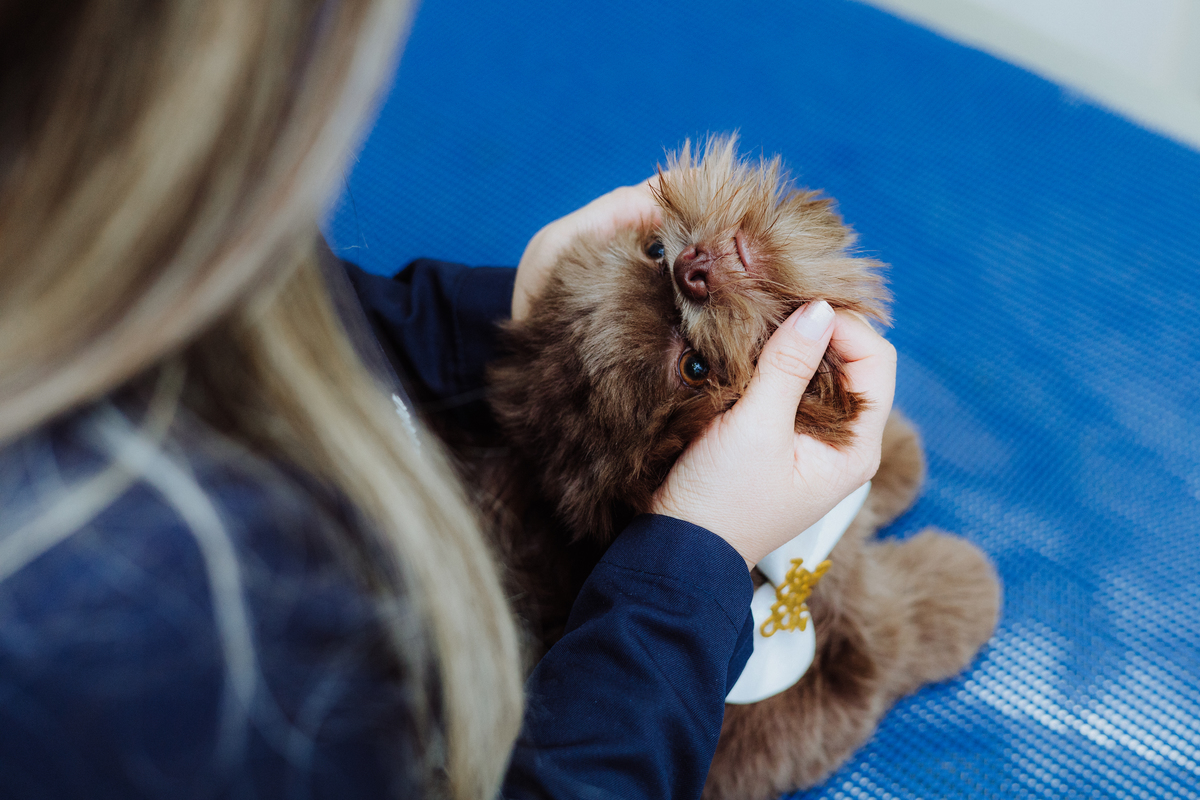 Fotógrafo Profissional para Pet SHop