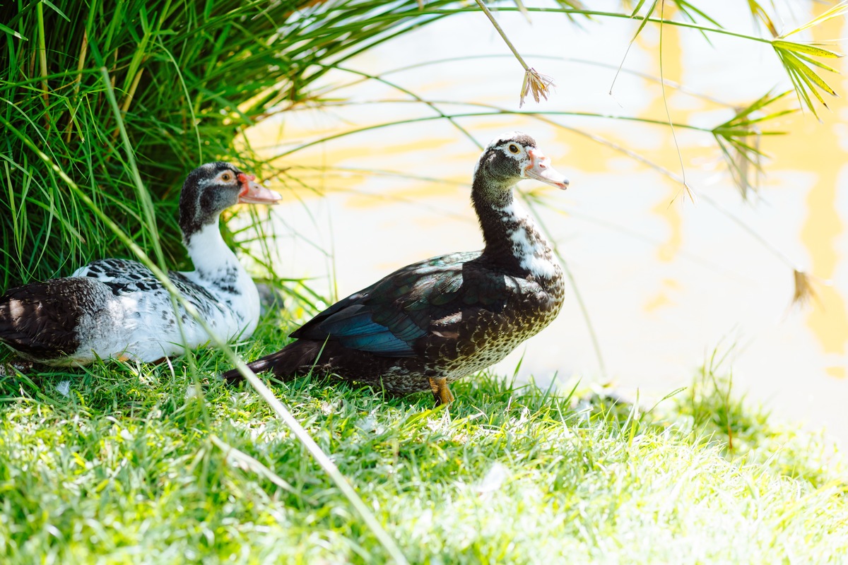 Aniversário no Restaurante Engenho do Castelo em Rio Bonito - RJ