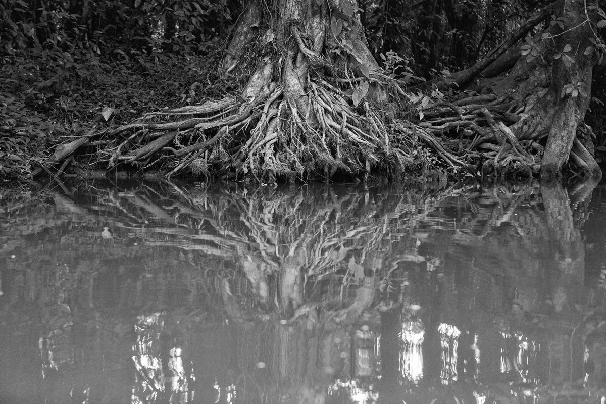 Raízes das árvores nos Igarapés na fotografia de Romero Cruz