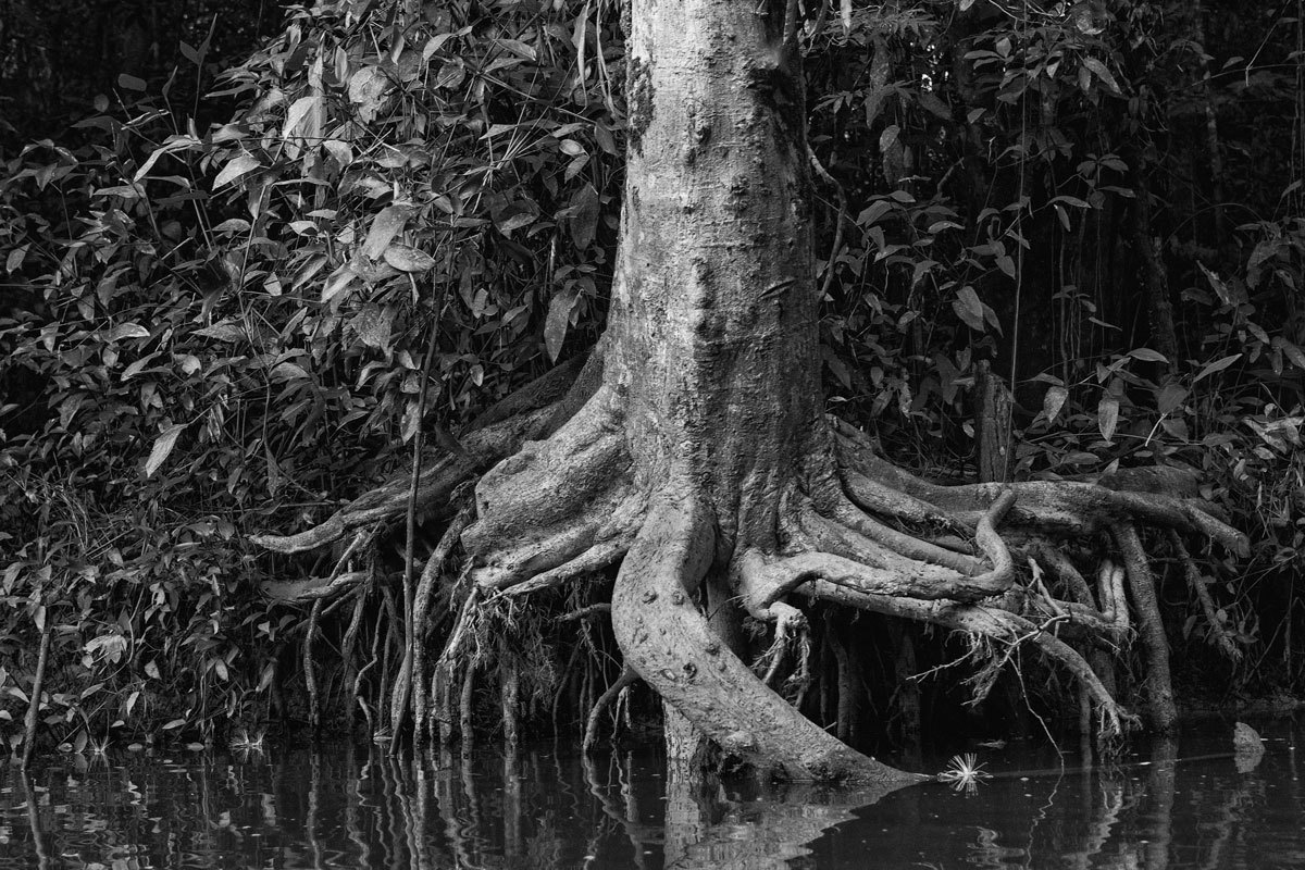 Igarapé dos rios amazonas na fotografia de Romero Cruz