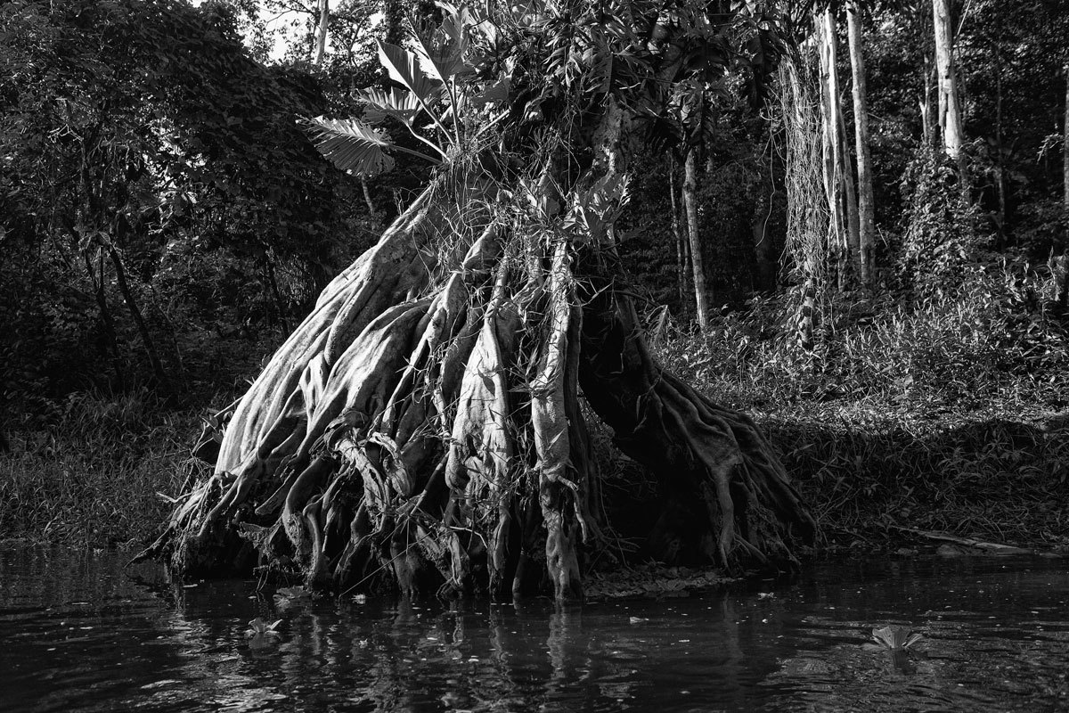 Secas dos igarapés exibem as raízes das árvores fotografado por Romero Cruz