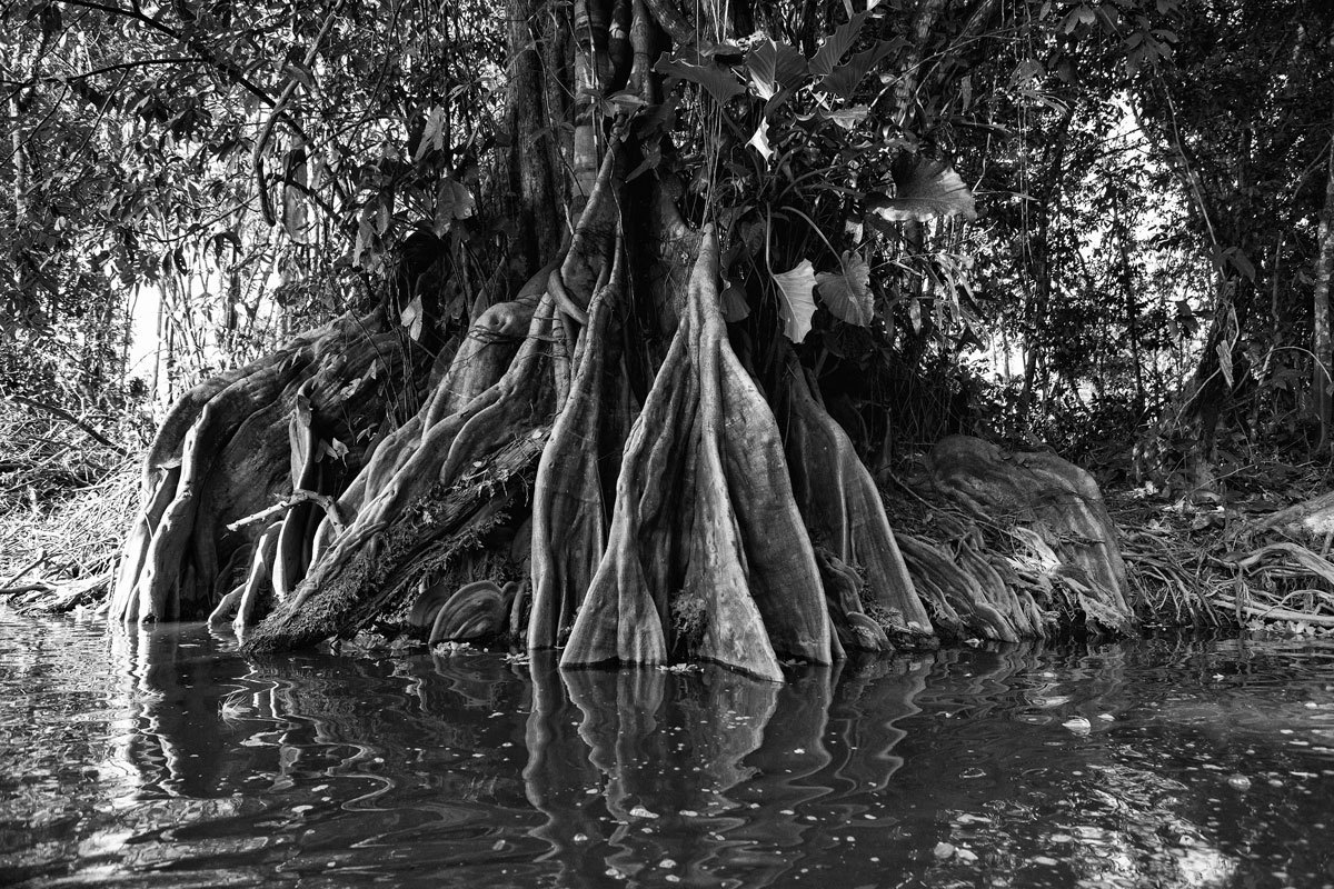 Raízes das árvores exibidas nos igarapés na fotografia do fotógrafo Romero Cruz