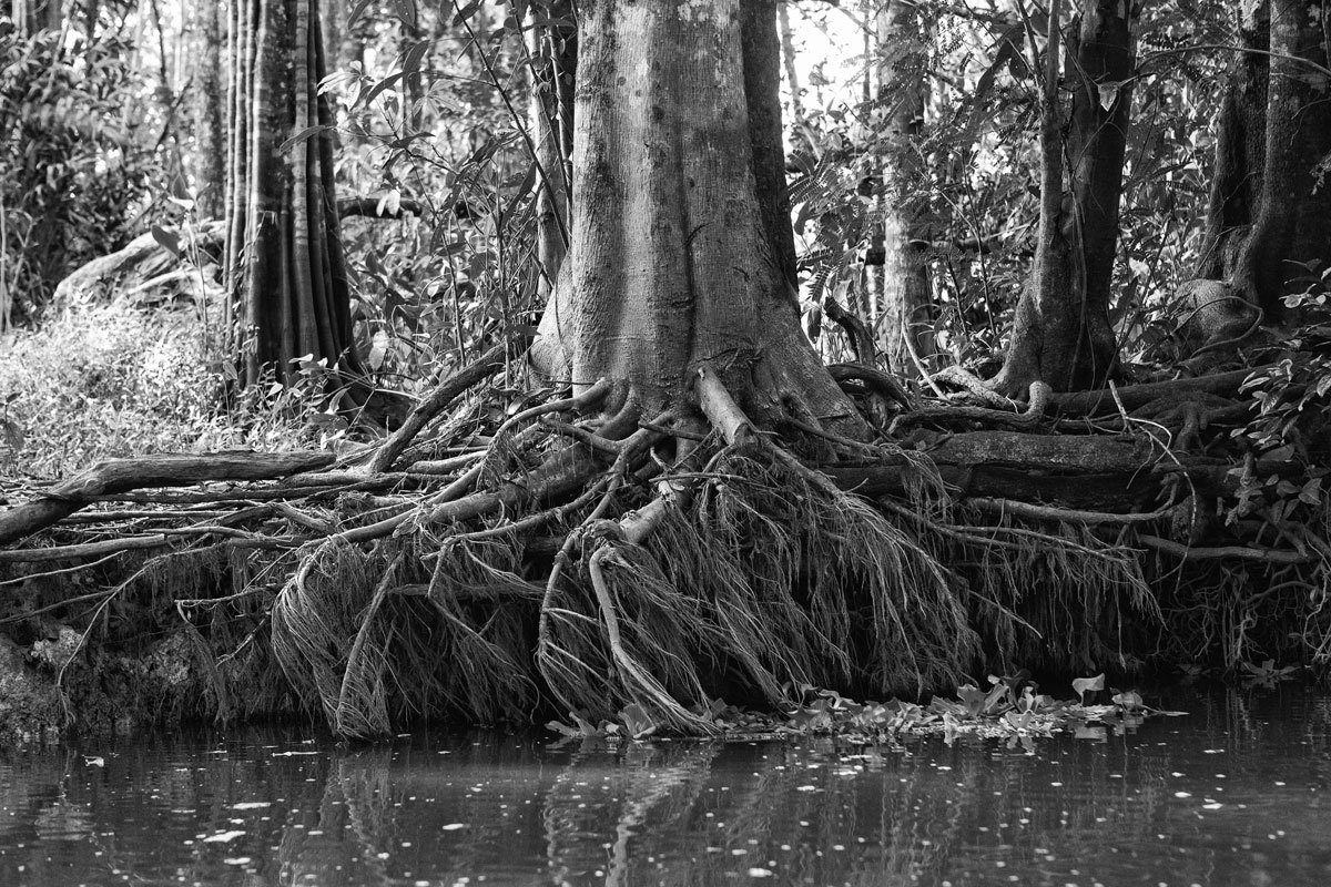 As árvores e suas raízes nos Igarapés na fotografia do fotógrafo Pernambucanos Romero Cruz