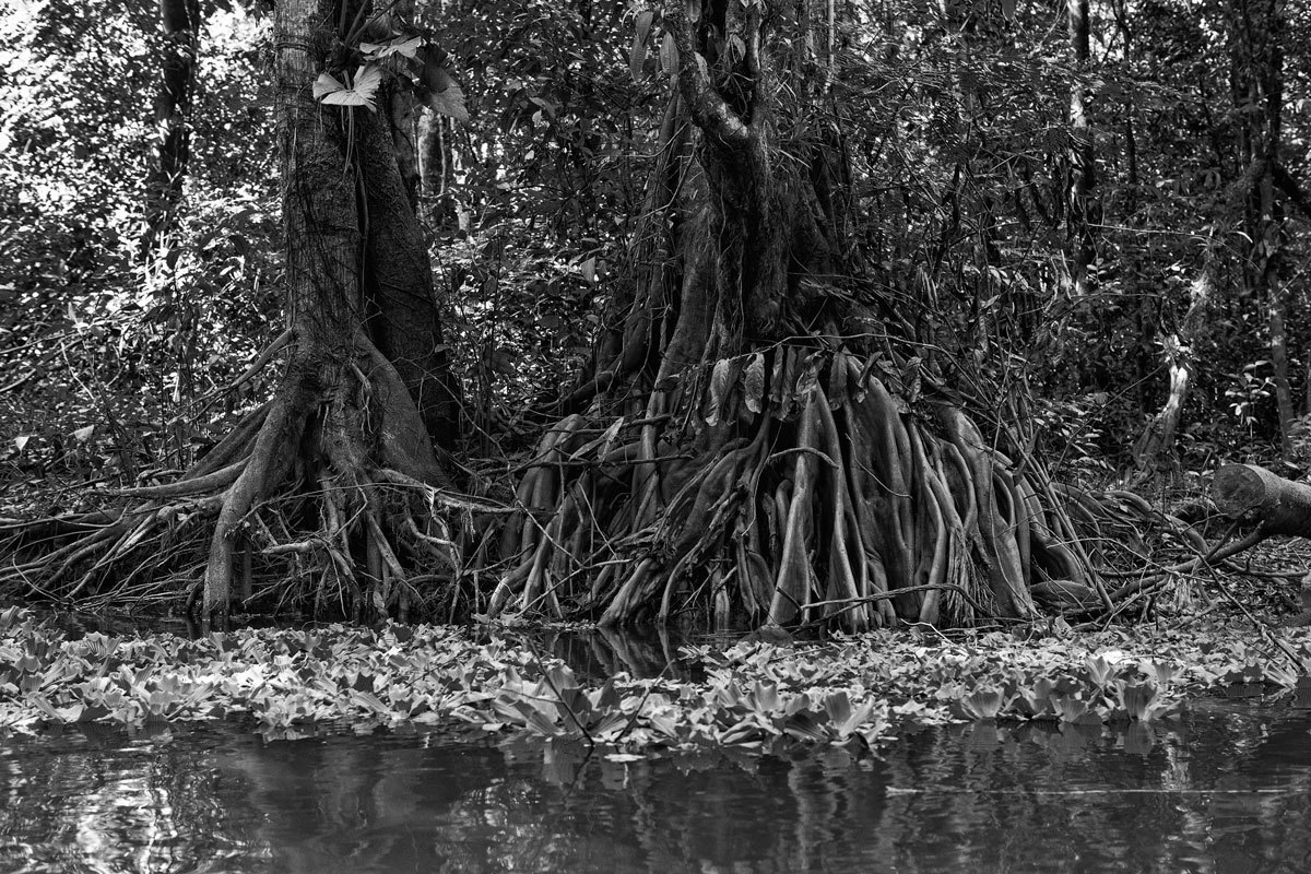 Seca dos rios exibe as lindas formas das raízes das árvores nos igarapés