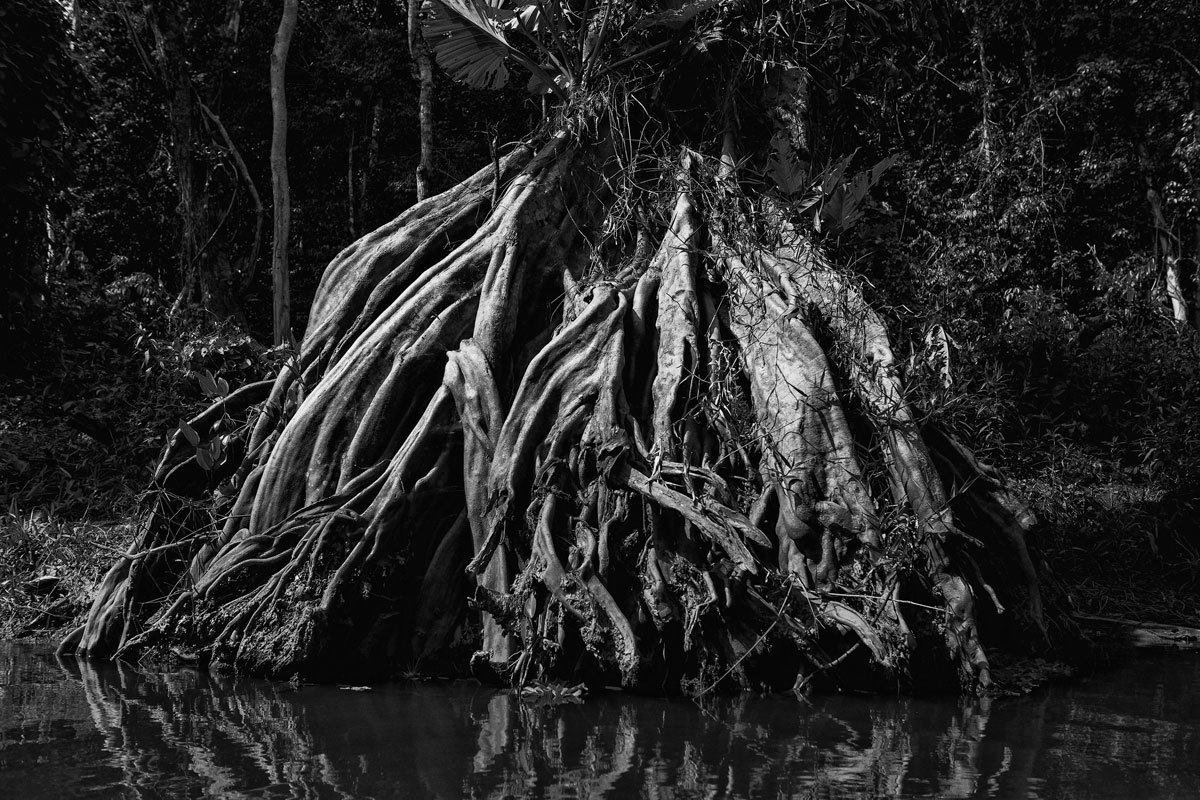 As belas formas das raízes das árvores nas secas dos igarapés na fotografia de Romero Cruz