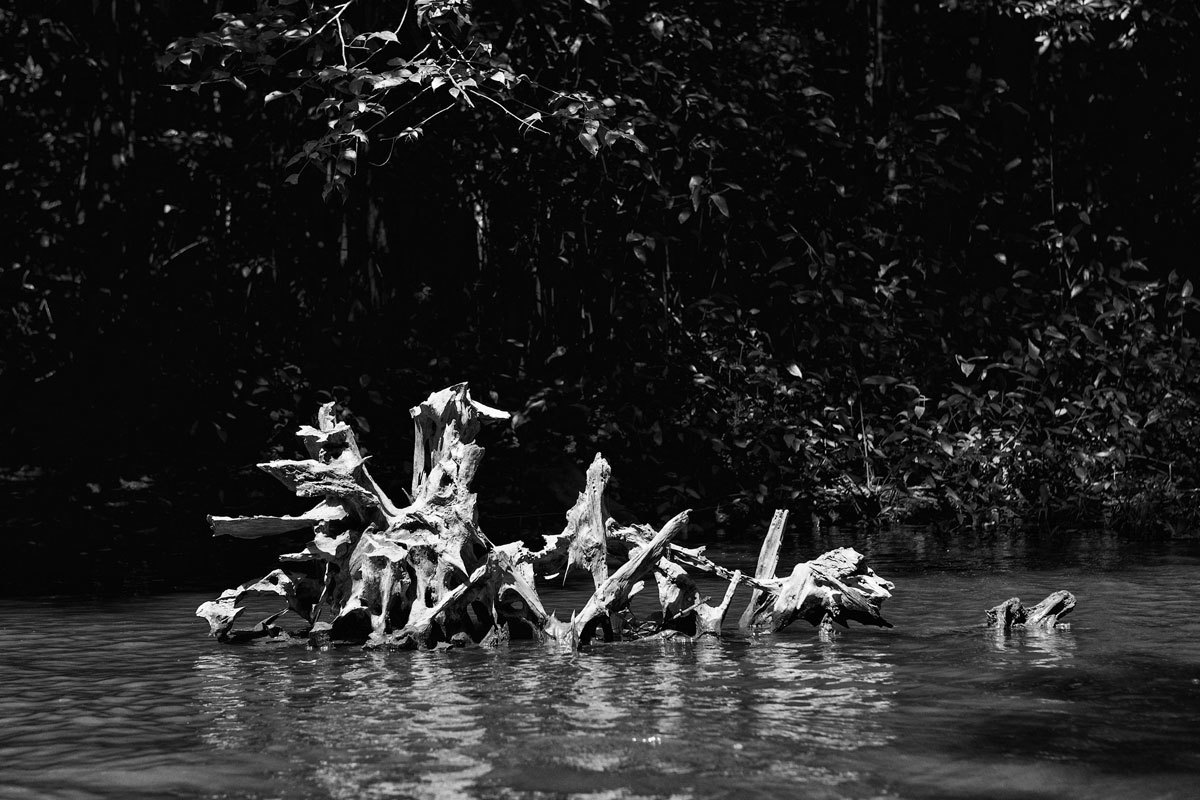 Quando os rios secam , belas formas aparecem do seu leito como raízes de árvores