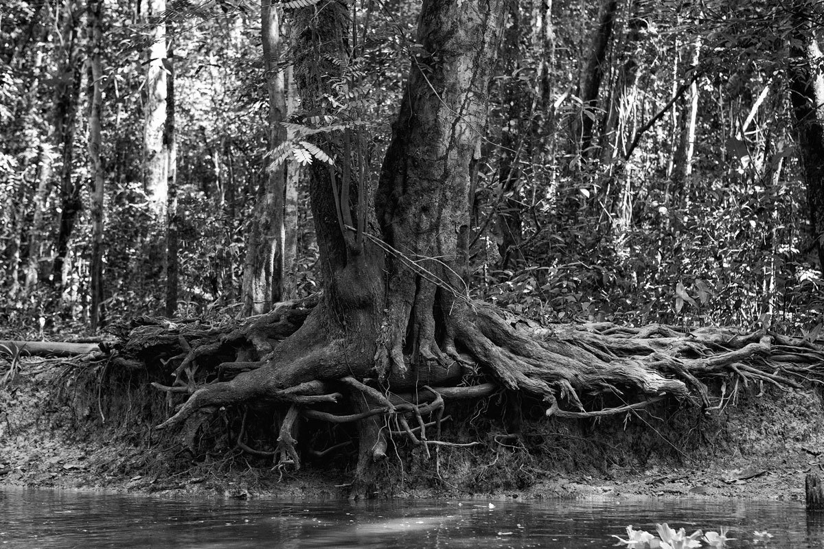Árvores fincam suas raízes para não serem levadas pelas cheias dos igarapés na foto de Romero Cruz