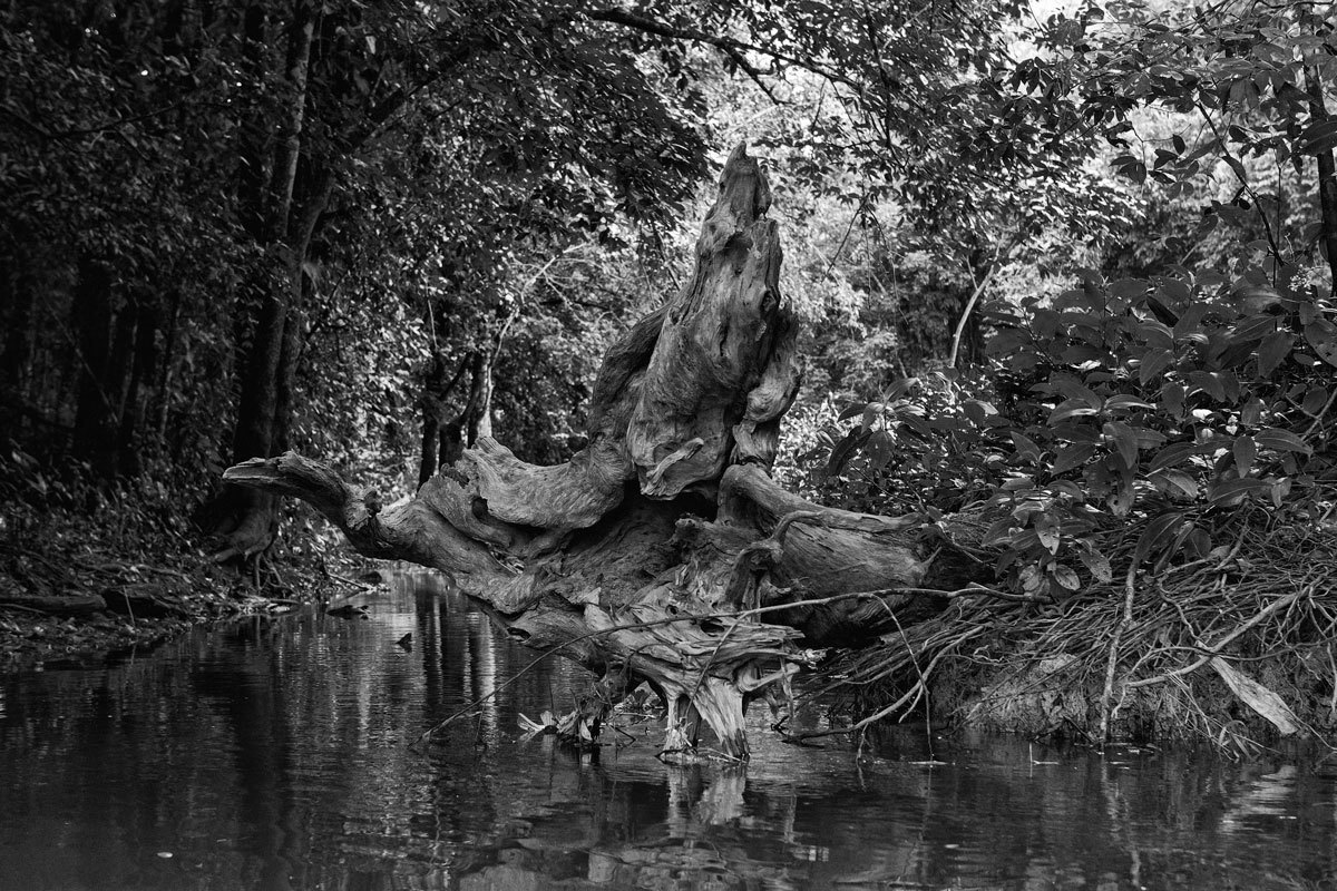 Romero Cruz fotografa as árvores dos igarapés com suas belas formas