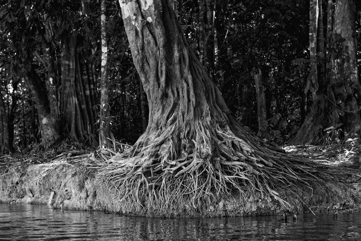 Linda árvores e suas raízes com lindas formas nos igarapés fotografada pelo fotógrafo Romero Cruz