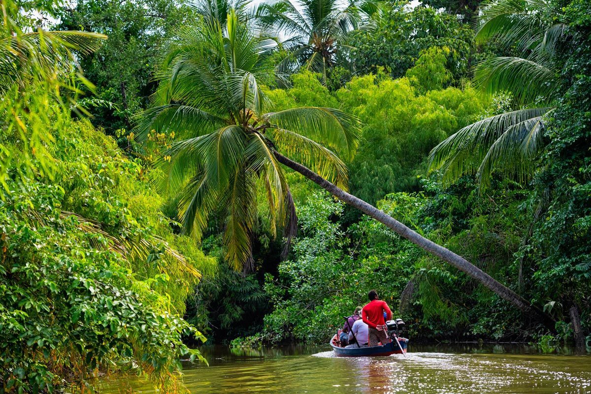 Igarapés e mangues na Ilha do Marajó ricos em pássaros, camarões e macacos bugios. Fotografia de Romero Cruz