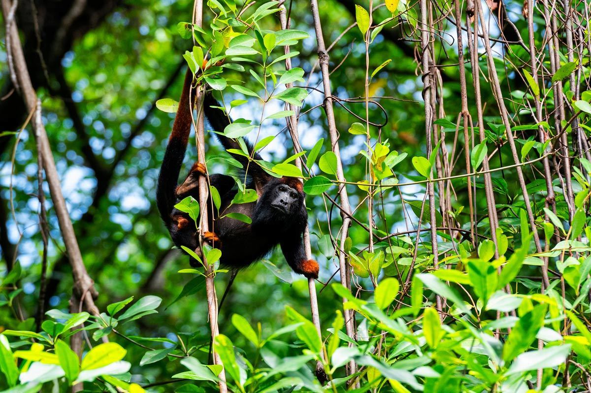 Macaco bugio fotografado pelo fotógrafo Romero Cruz na Ilha do Marajó