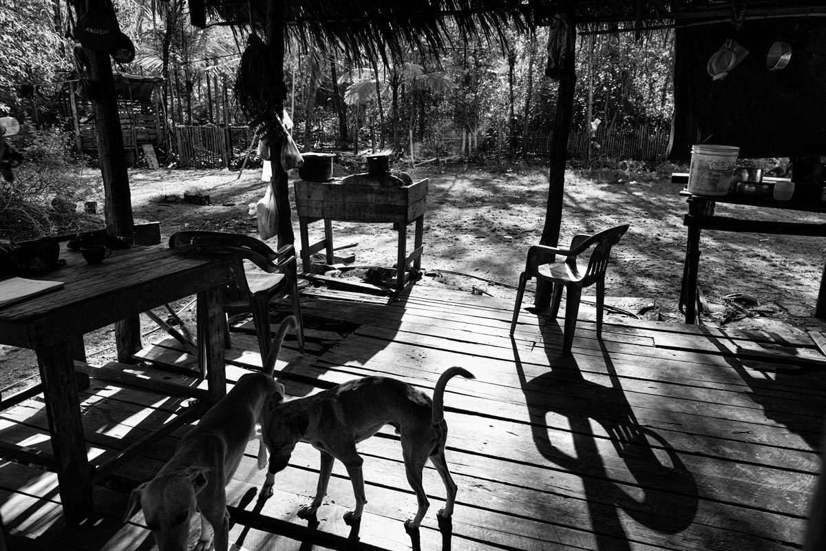 Cães brincam felizes na simples moradia do caboclo da Ilha do Marajó na fotografia do fotógrafo Romero Cruz