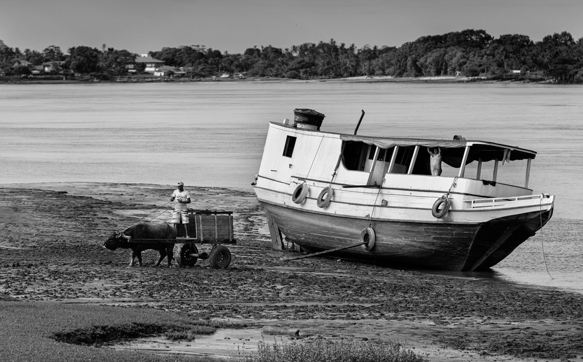 O búfalo é usado pelos moradores da Ilha do Marajó como instrumento de trabalho no seu cotidiano.Nessa fotografia do fotógrafo Romero Cruz ajudando os pescadores na remoção de cargas.