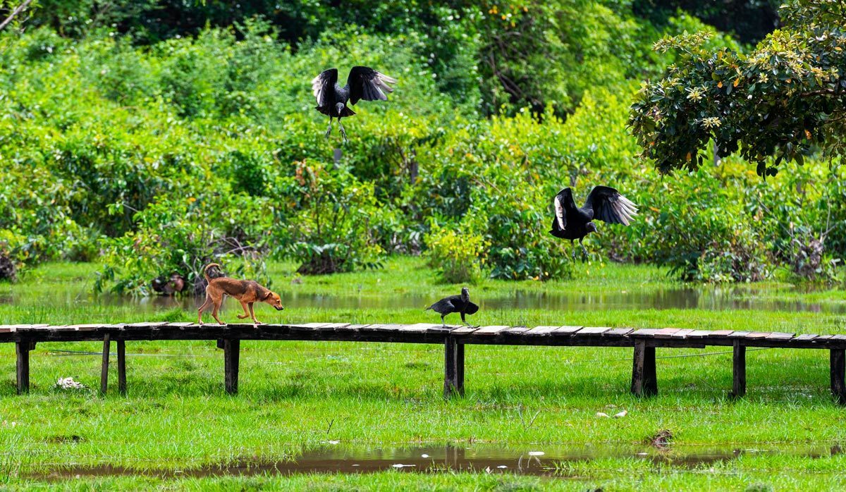 Imagem do cotidiano da comunidade Cantinho do Céu na cidade de Soure na Ilha do Marajó estado do pará. Cachorro sendo observado por urubus na fotografia de Romero Cruz