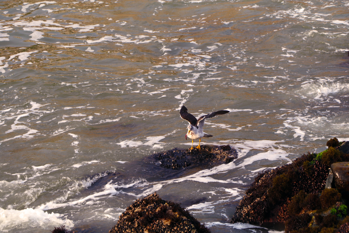 Gaviota cazacamarones