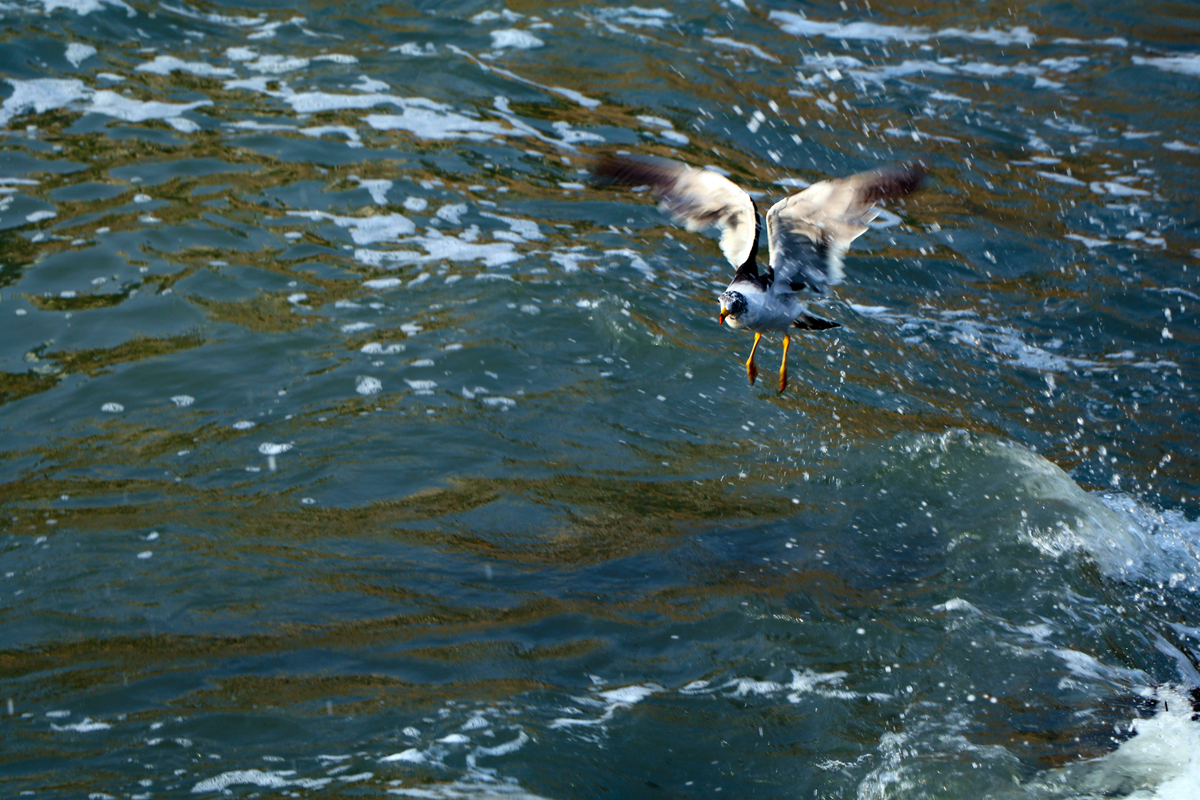 Gaviota se alista para coger su presa