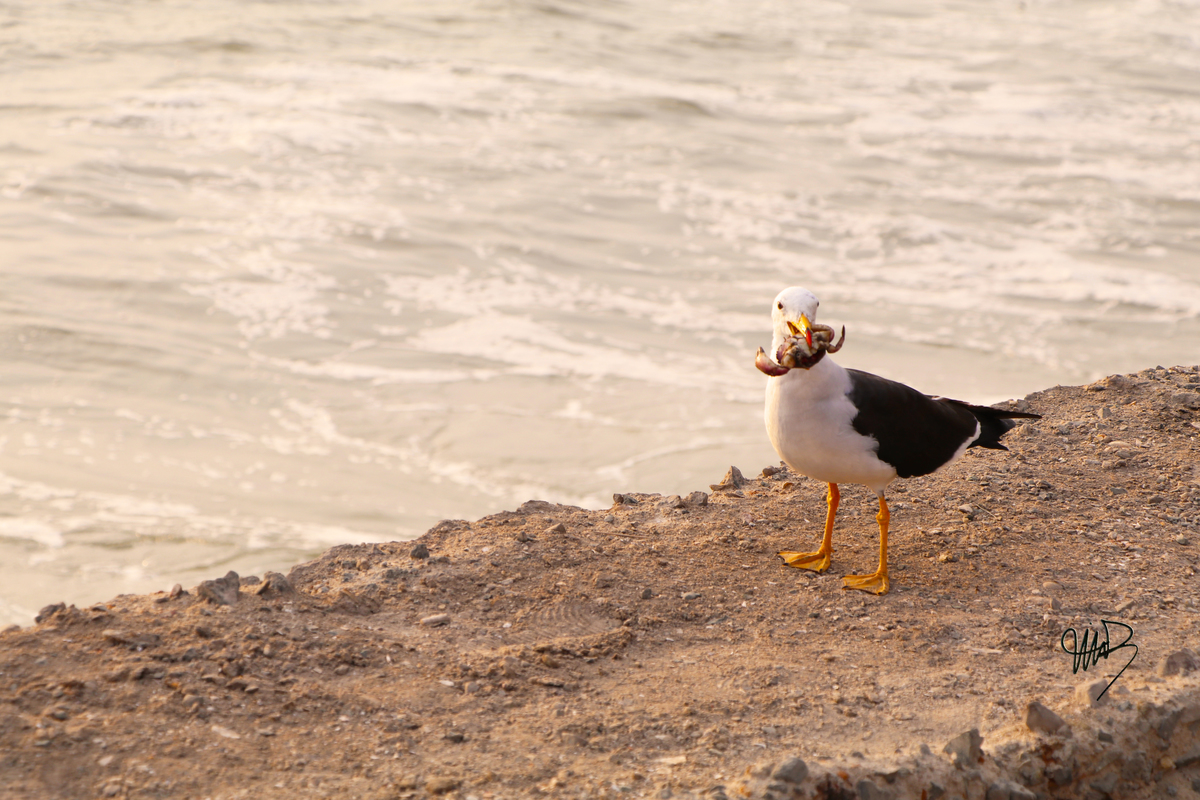 Gaviota come un camarón