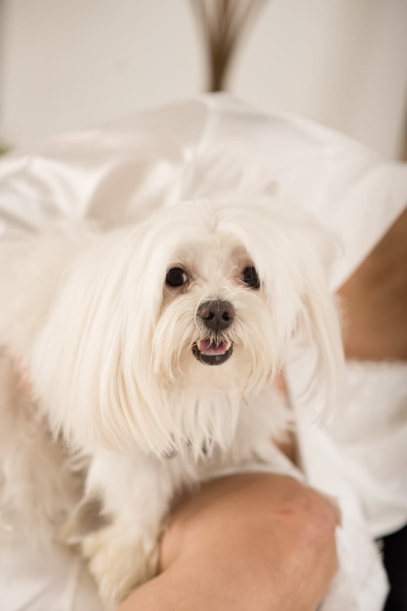 Cachorro branco participando dos preparativos do casamento