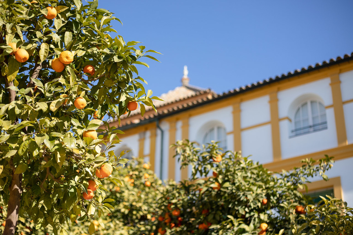 córdoba - casas e laranjas
foto para quadro decorativo