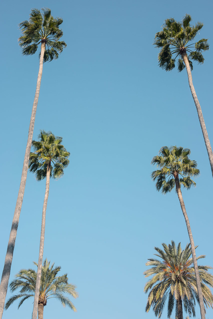 córdoba - palmeiras 
foto para quadro decorativo