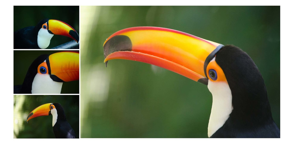 album de fotos de uma viagem para foz do iguacu fotos do parque das aves brasil detalhe do tucano