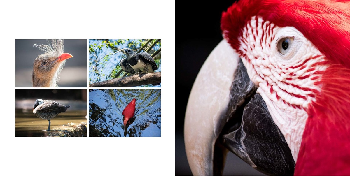 album de fotos de uma viagem para foz do iguacu fotos do parque das aves brasil detalhe arara vermelha