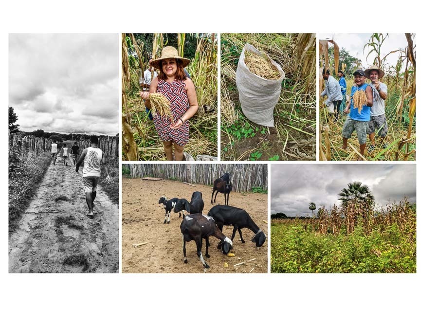 colheita do milho na roça laminas do album de aniversario de 90 anos da vó Maria Sao paulo SP 
por Clovis Augusto com a marca Mundareu Albuns