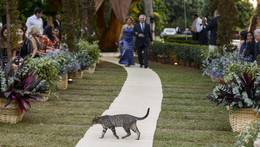 convidado inusitado em casamento