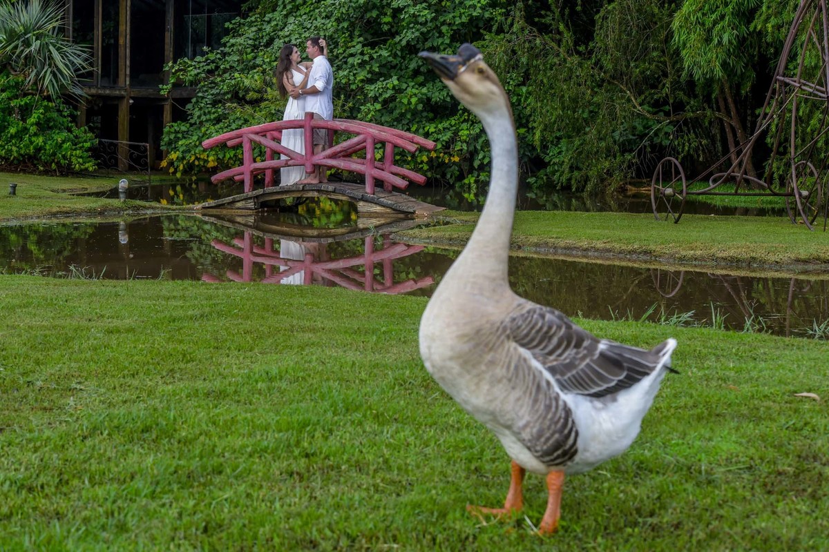 fotografia de pre wedding contemplando a natureza  e animais feitas por andre monteiro
