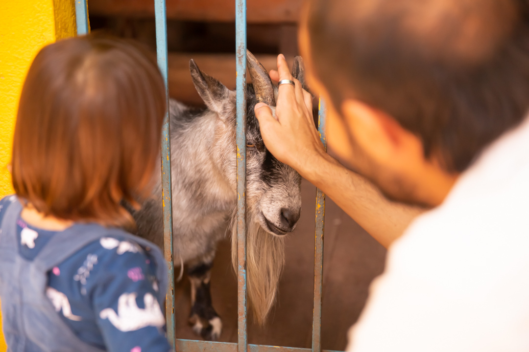 festa de aniversario 1 ano tema bolofofos salao de festa festa na floresta