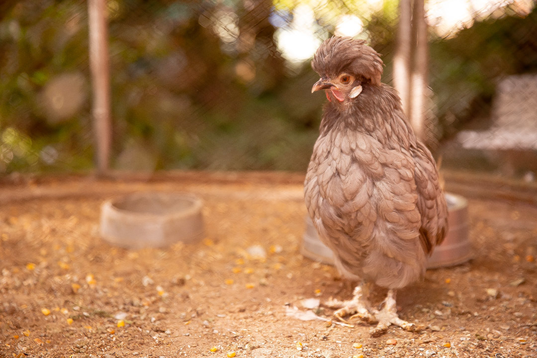 festa de aniversario 1 ano tema bolofofos salao de festa festa na floresta
