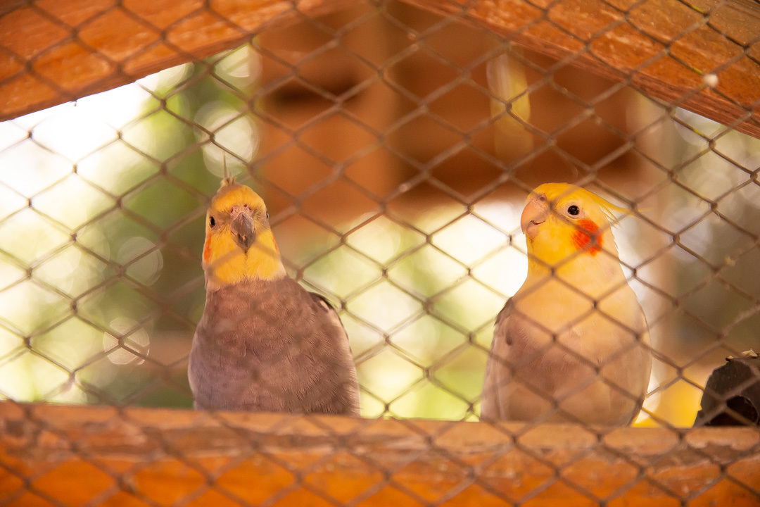 festa de aniversario 1 ano tema bolofofos salao de festa festa na floresta