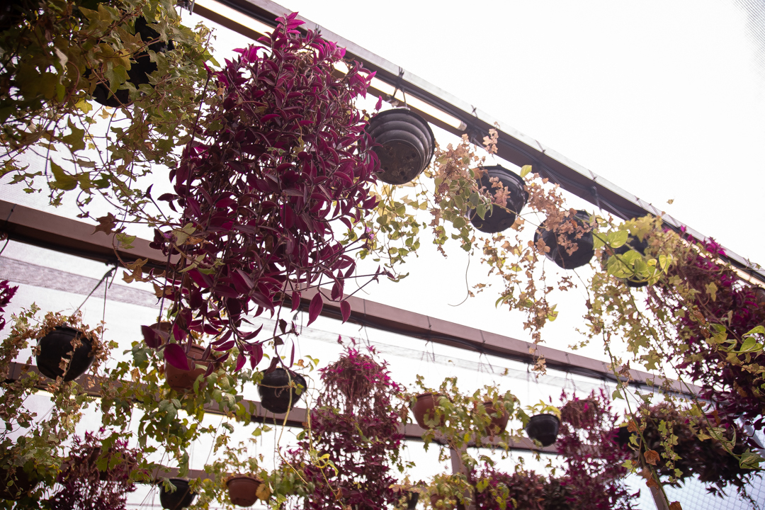 aniversário infantil festa de 1 ano tema rapunzel família ensaio de festa infantil fotografias cobertura fotográfica BH primeiro aninho menina fotos niver cobertura festa evento casa da fada madrinha