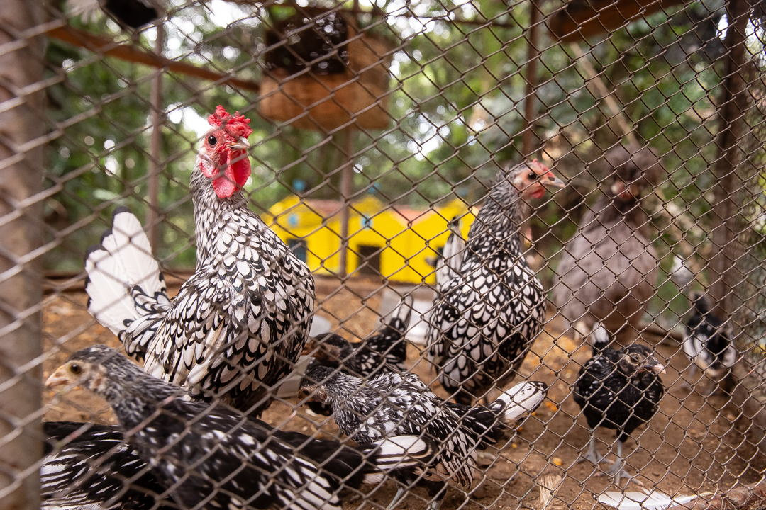 festa de 10 anos aniversário 10 anos cobertura fotográfica de festa infantil em BH fotografia de aniversário infantil fotógrafo de festas infantis em Belo Horizonte fotos de aniversário 10 anos niver festa tema bobbie goods