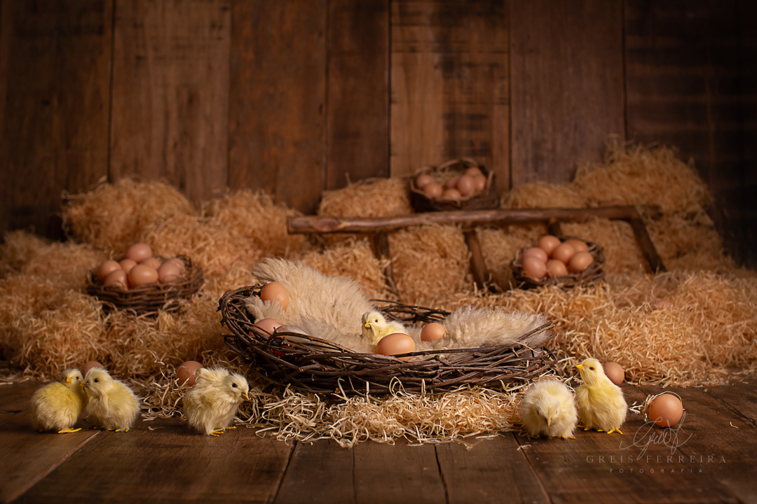 Ensaiodebebeembh_pintinhoamarelinhoGF_Clara_Duarte1A4M_035