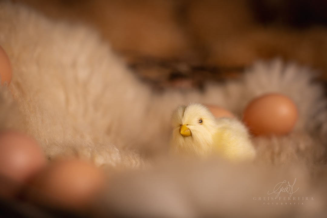 Ensaiodebebeembh_pintinhoamarelinhoGF_Clara_Duarte1A4M_036