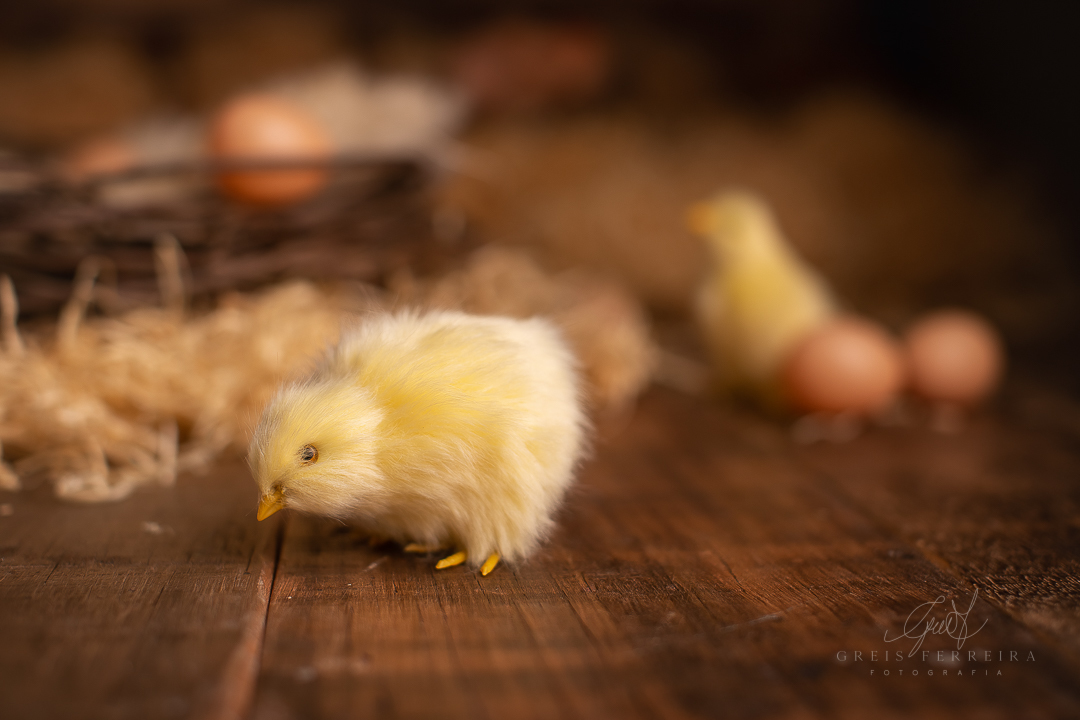 Ensaiodebebeembh_pintinhoamarelinhoGF_Clara_Duarte1A4M_038