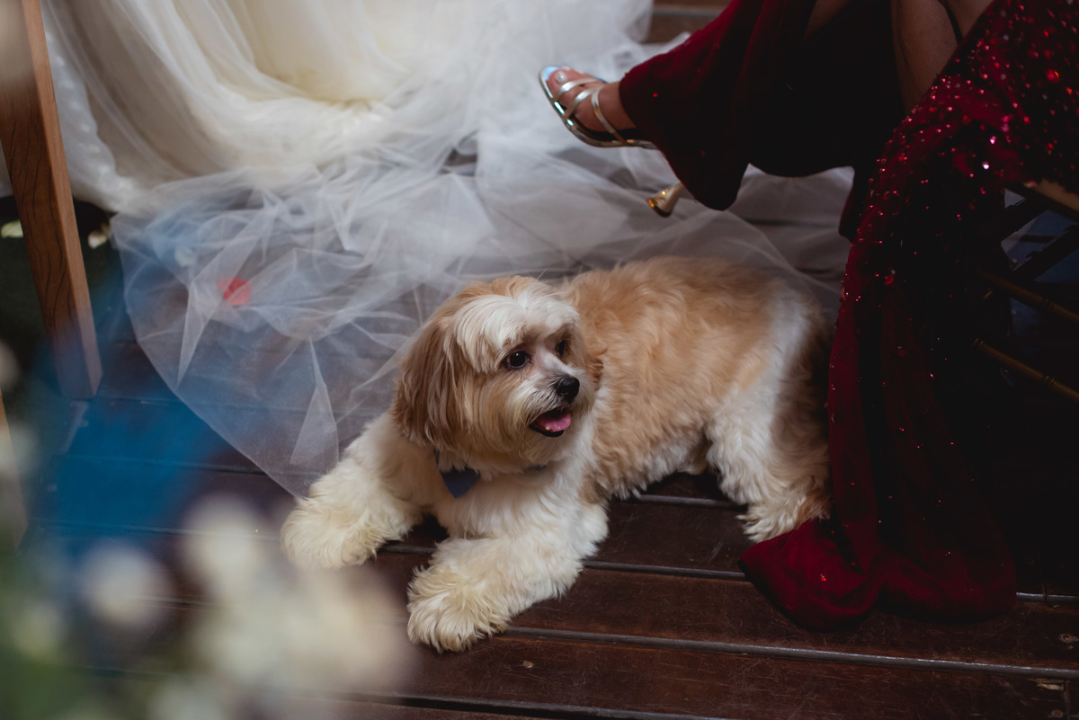 dog na cerimonia de casamento | cão no casamento | pet no casamento | cachorro na cerimonia de casamento