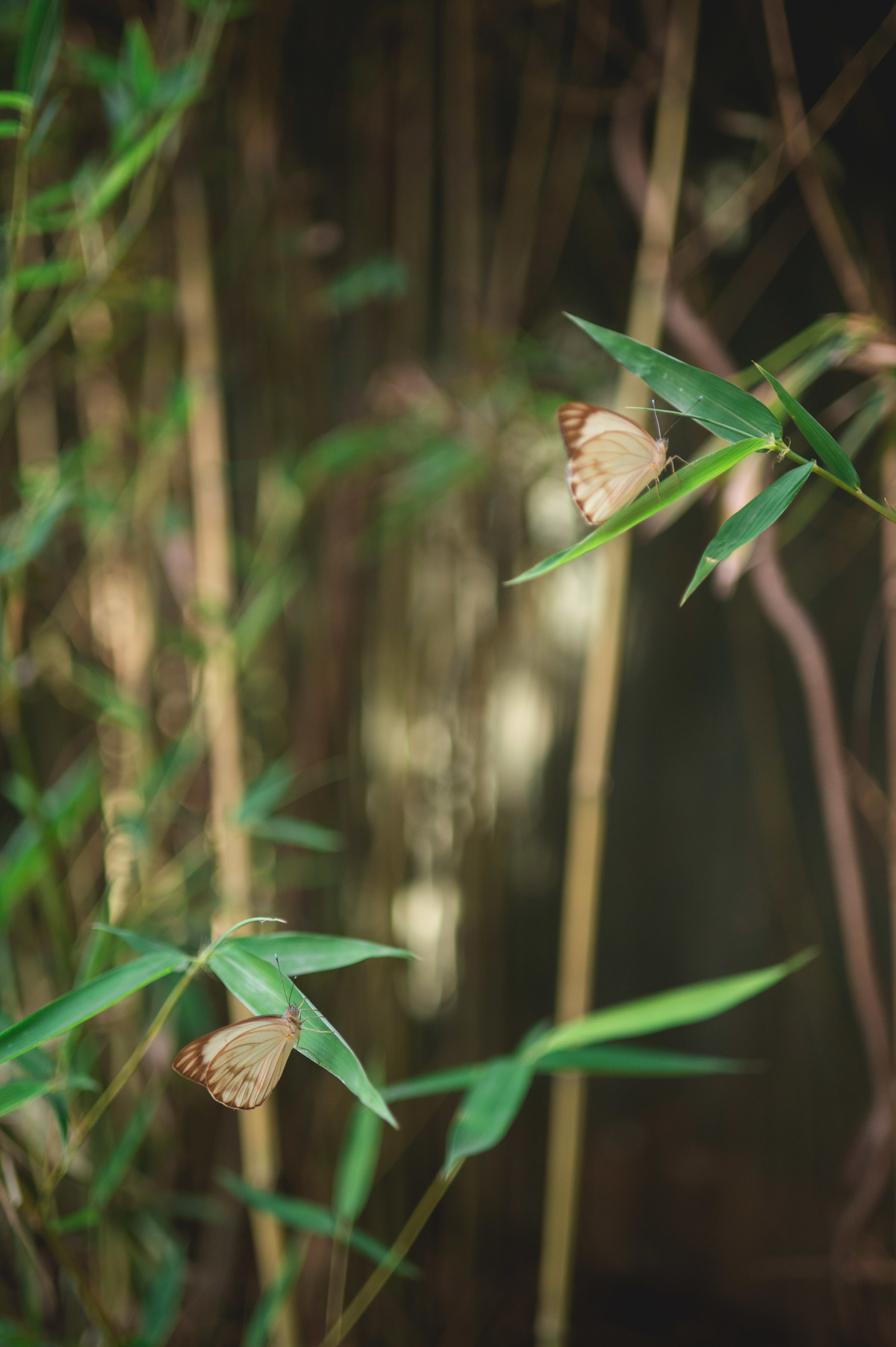 casamento ao ar livre rio de janeiro 