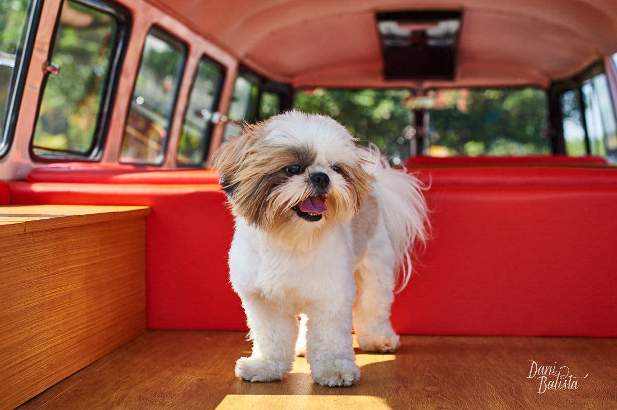 Cachorro fofo Lino no ensaio fotográfico de casal