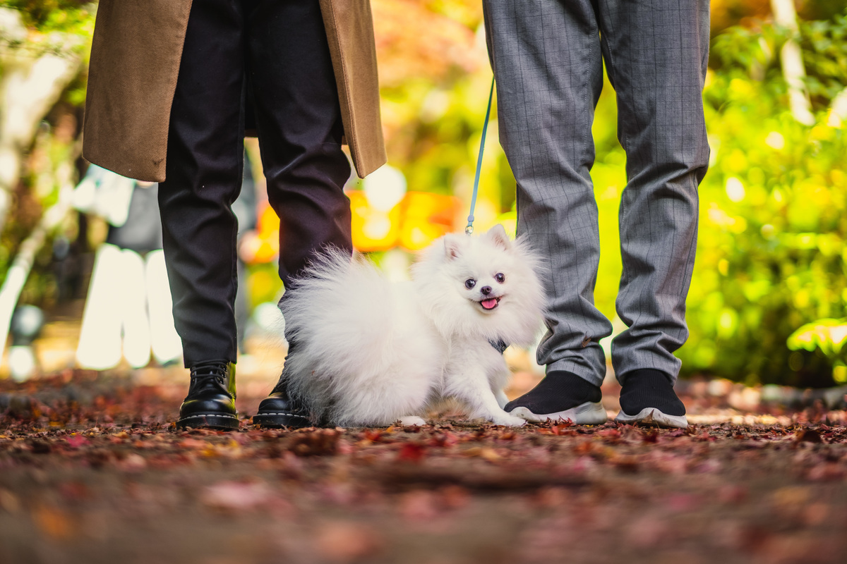 ensaio familiar no japao, fotografo no japao, fotografo em kyoto, fotografo familiar no japao, pet no japao