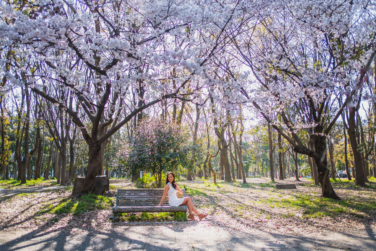 sakura, flor de cerejeira, turismo no japao, osaka,
