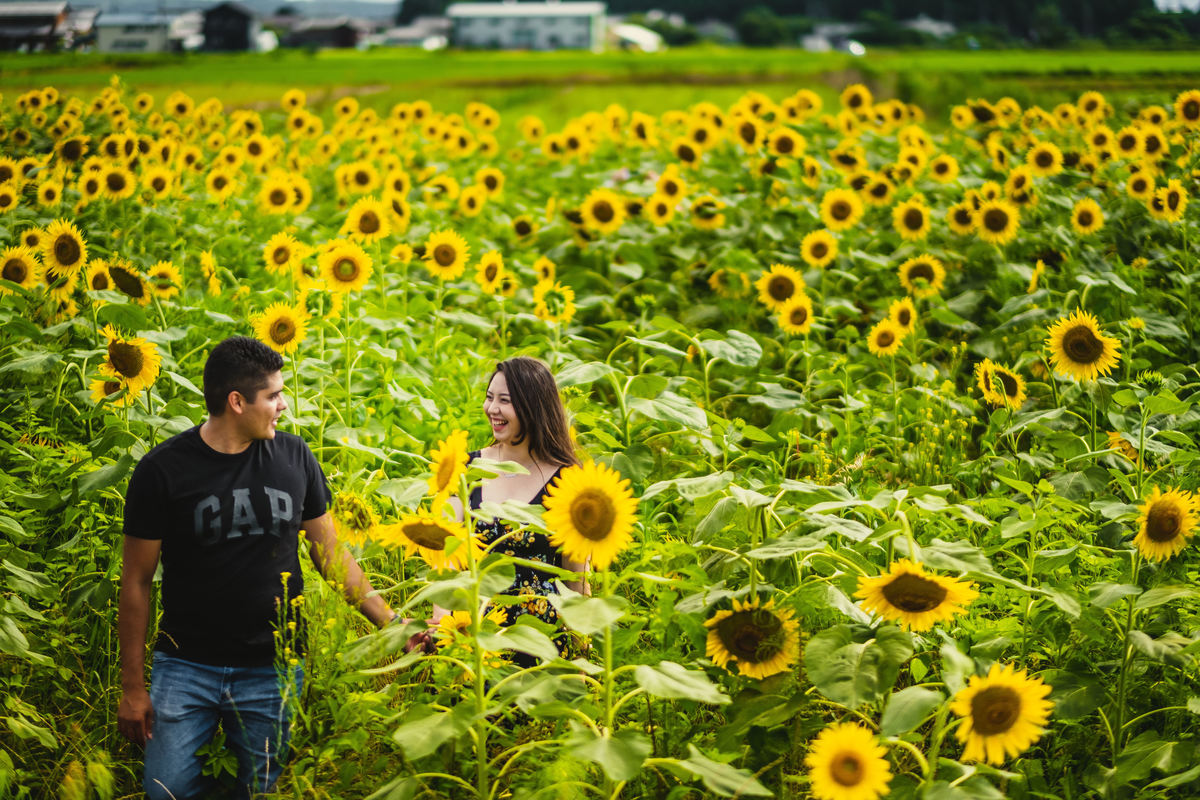 ensaio gestante diferente, fotografo de familia no japao, ensaio nos campos de girassois no japao, ensaio em shiga, ensaio familiar no japao